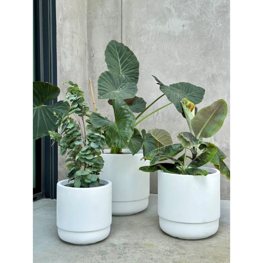 DONICZKA SANTIAGO WHITE M