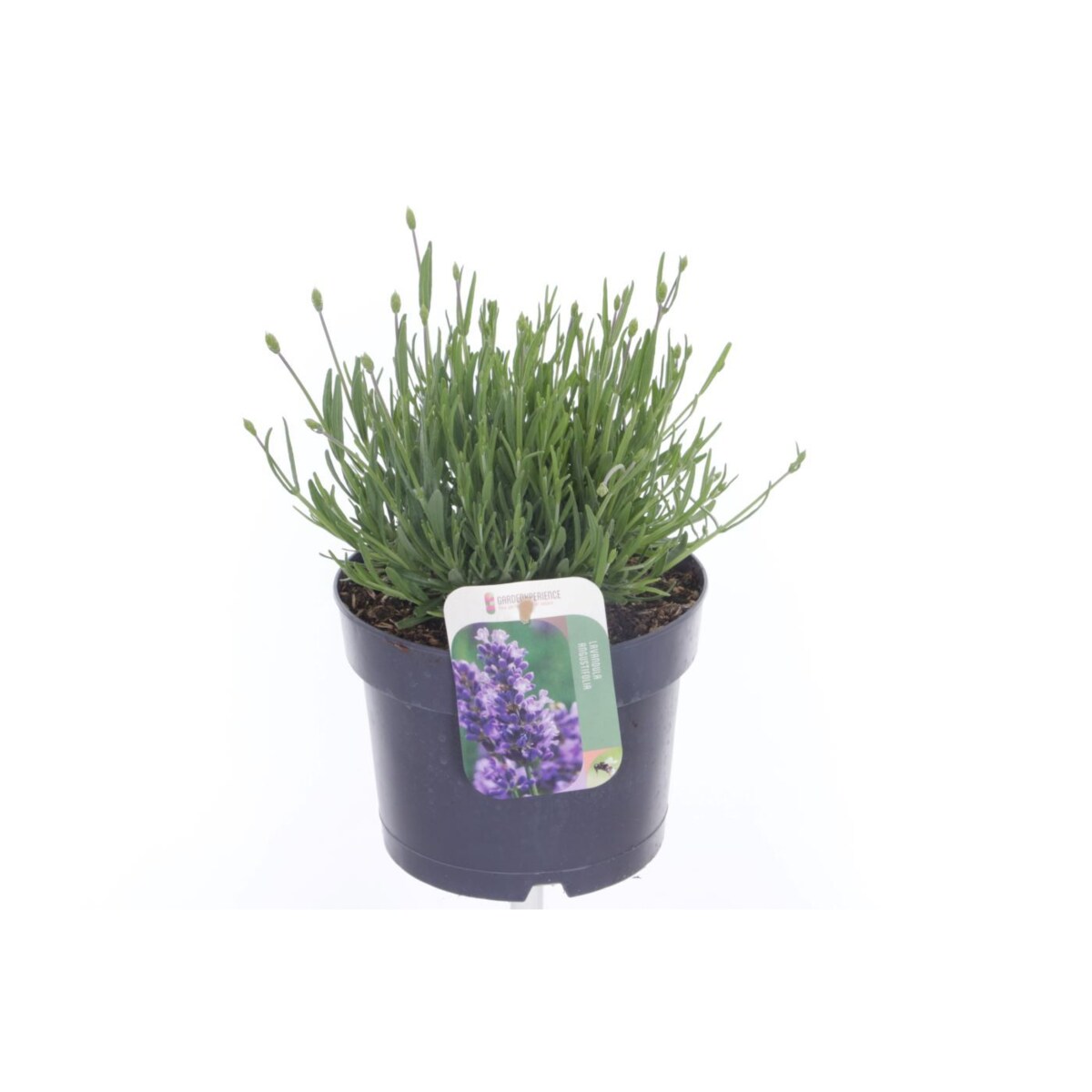 Lawenda-Lavandula  ang. Essence Purple XXL doniczka17 cm wysokość 30cm