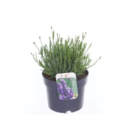 Lawenda-Lavandula ang. Essence Purple XXL doniczka17 cm wysokość 30cm