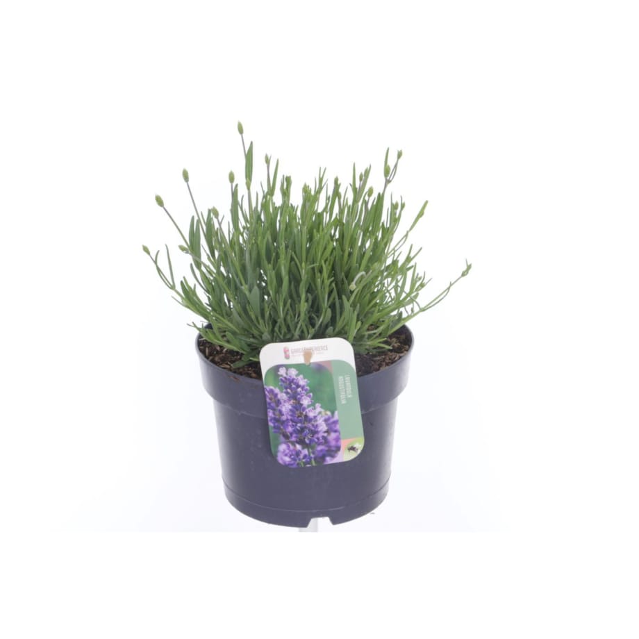 Lawenda-Lavandula ang. Essence Purple XXL doniczka17 cm wysokość 30cm